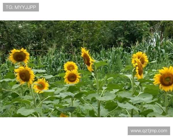 粤运会精彩全程直播 聚焦赛事背后故事与精彩瞬间 粤运会精彩全程直播 聚焦赛事背后故事与精彩瞬间