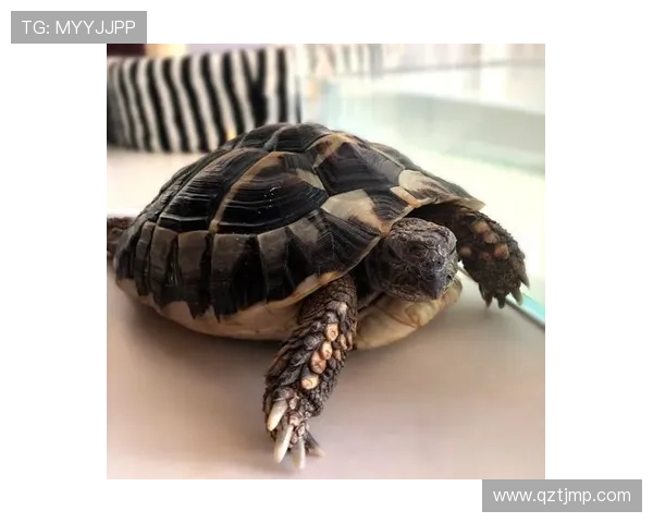 世界杯神龟预测全程回顾揭秘它是如何准确预言赛事结果的